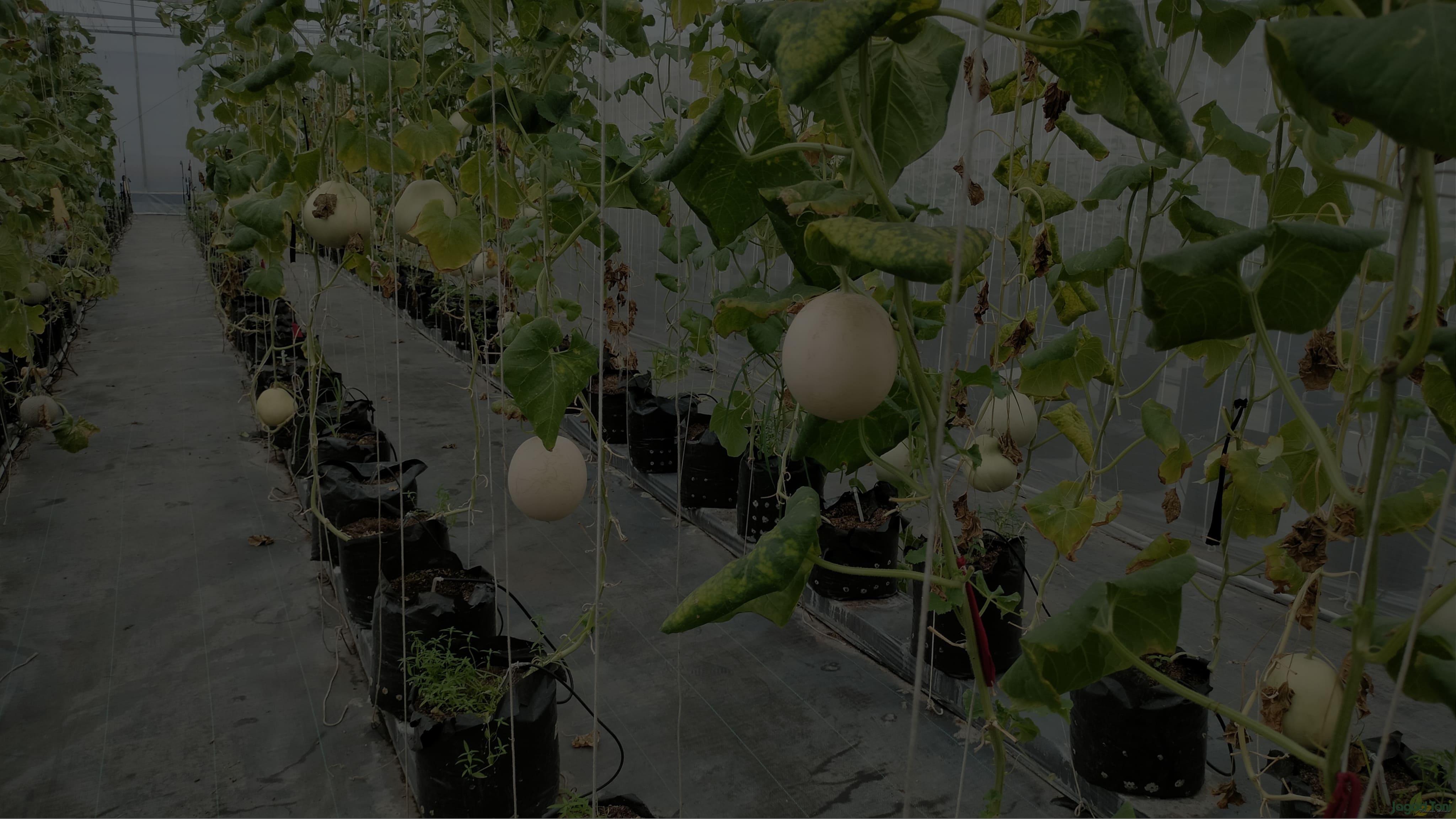 Konsultasi agrikultur oleh tim Maharaja Mahmud Maghribi