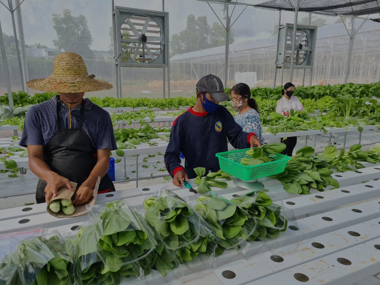 Jasa Konsultasi dan Pelatihan Agrikultur oleh Maharaja Mahmud Maghribi
